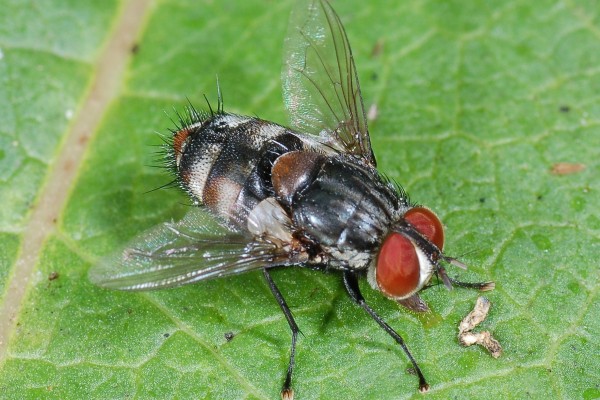 Diptera_Tachinidae_Tachinid fly