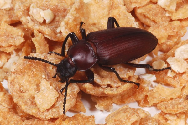 Coleoptera_Tenebrionidae_Darkling beetle
