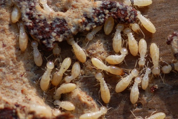 Isoptera_Rhinotermitidae_Termite workers