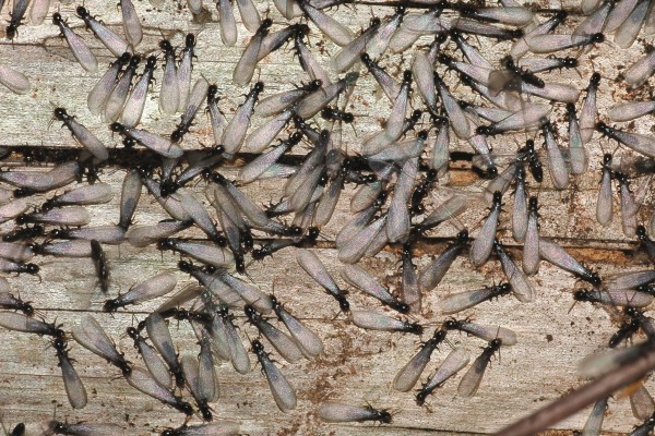 Isoptera_Rhinotermitidae_Winged termite swarm