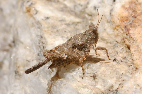 Orthoptera_Tetrigidae_Pygmy Grasshopper