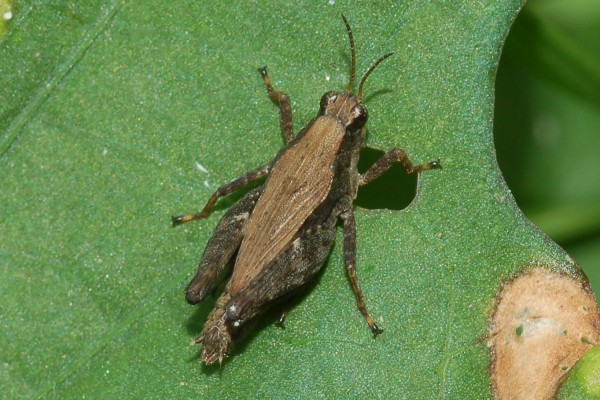 Orthoptera_Tetrigidae_Pygmy Grasshopper