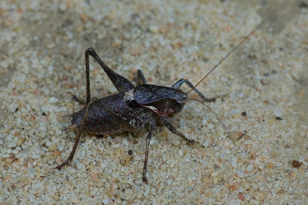 Orthoptera_Tettigoniidae_Eastern shieldback katydid