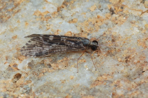 Trichoptera_Hydropsychidae_Net-spinning caddisfly
