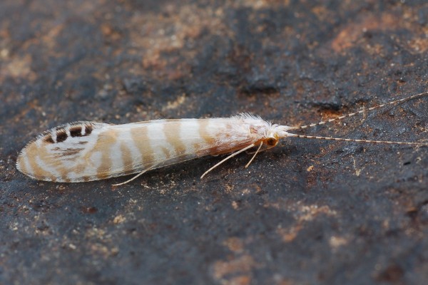 Trichoptera_Leptoceridae_Long-horned caddisfly