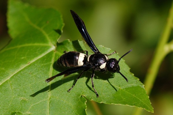 Hymenoptera_Vespidae_Mason wasp