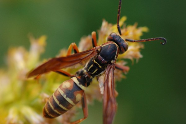 Hymenoptera_Vespidae_Paper wasp