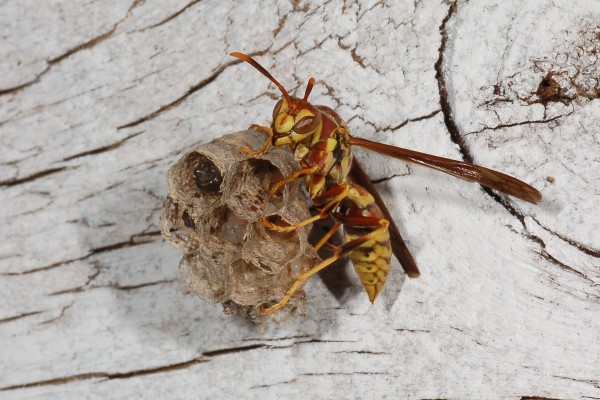 Paper wasp on nest
