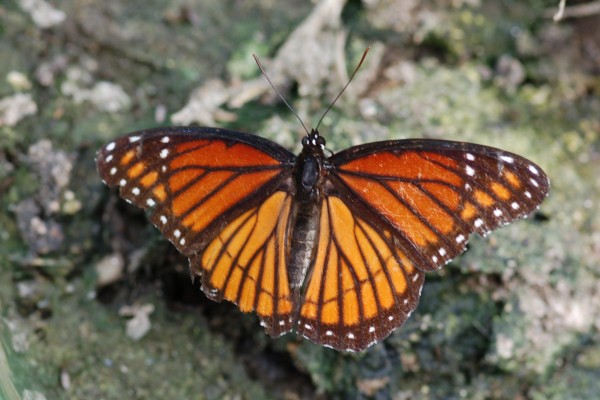 Lepidoptera_Nymphalidae_Viceroy butterfly