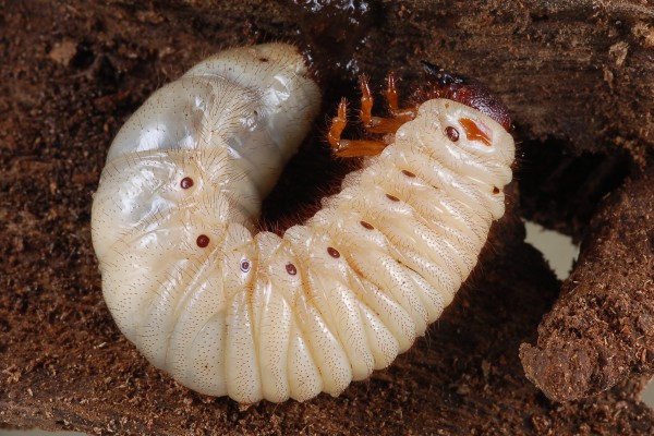 Coleoptera_Scarabaeidae_Scarab beetle larva