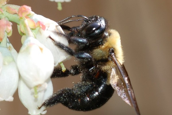 Hymenoptera_Apidae_Eastern carpenter bee