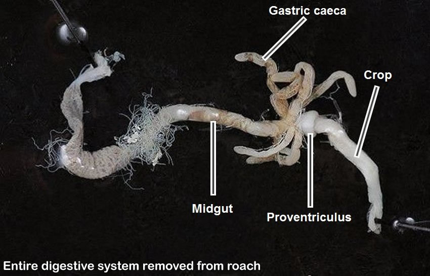 Roach Guts Gallery | ENT 425 – General Entomology