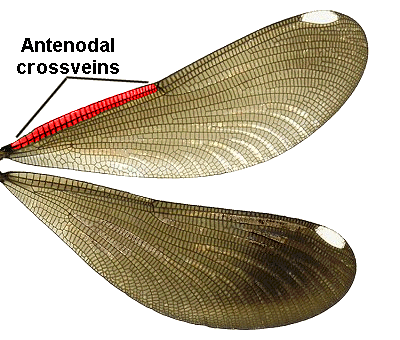 Family Calopterygidae – ENT 425 – General Entomology