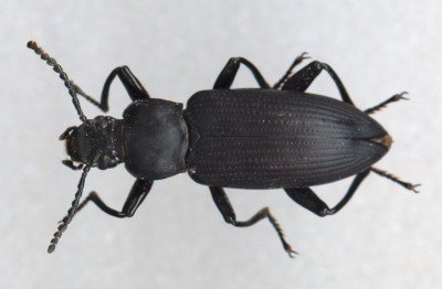 Coleoptera tenebrionidae  pair  timarca pimelioides   italy sicily 
