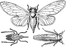 Order Hemiptera Suborder Homoptera – ENT 425 – General Entomology