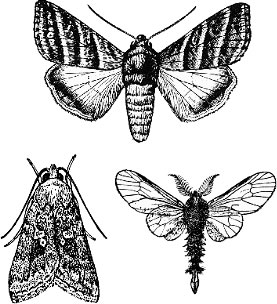 lepidoptera