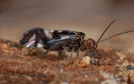 Psocoptera