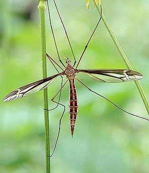 Crane Fly (Diptera family) often called a Daddy Long Legs, underside view  as it 'perches' on the glass of a patio door Stock Photo - Alamy