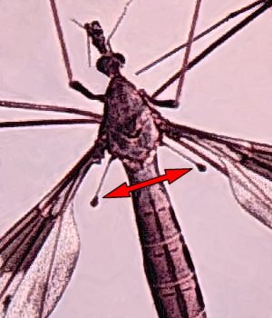 Family Tipulidae – ENT 425 – General Entomology