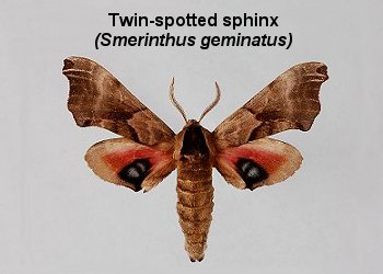 Hawk Moths or Sphinx Moths