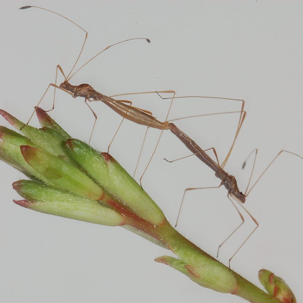 Family Berytidae ENT 425 General Entomology
