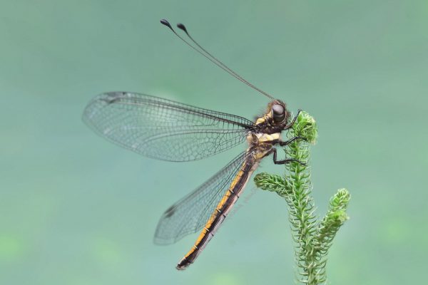 owlfly01