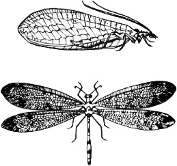 Order Neuroptera – ENT 425 – General Entomology