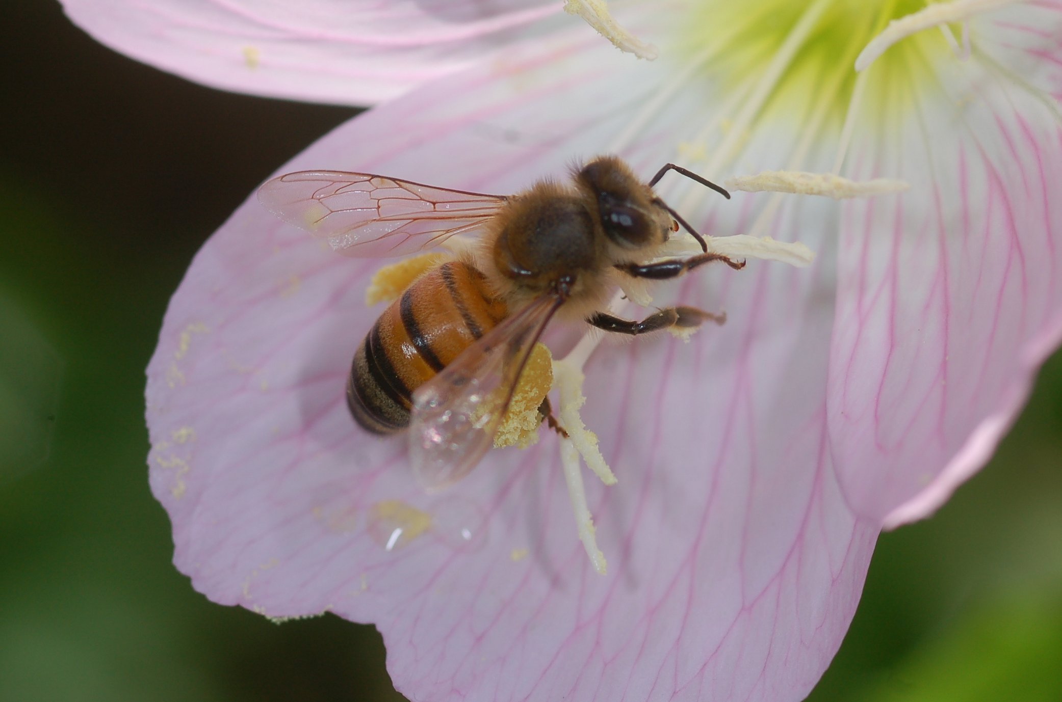 Bee Pollen from EntoVida, EntoMarket