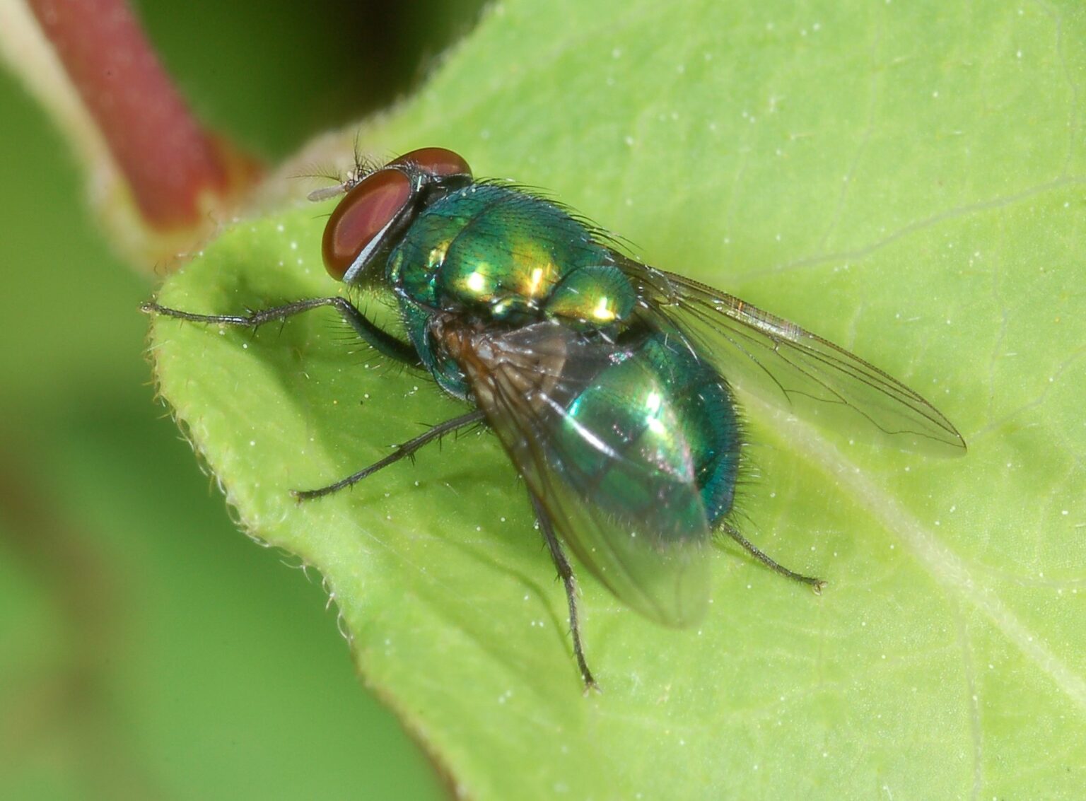 Family Calliphoridae – ENT 425 – General Entomology