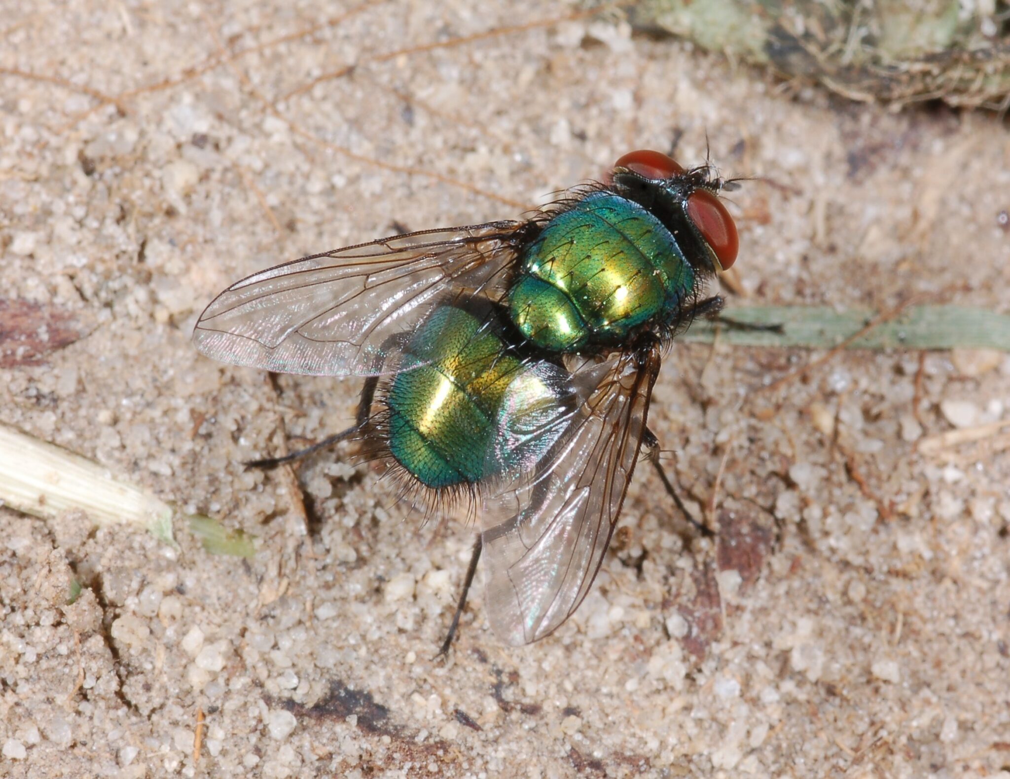 Family Calliphoridae ENT 425 General Entomology