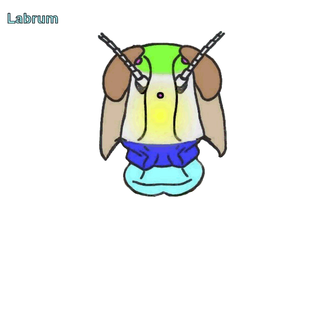 Bug Labrum Mouthparts – ENT 425 – General Entomology